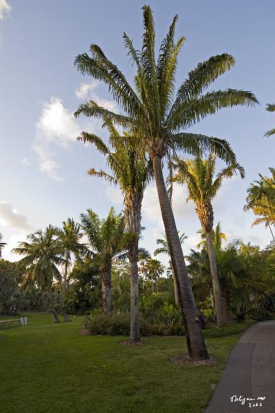 20080424_192735 D3 P.jpg - Fairchild Garden